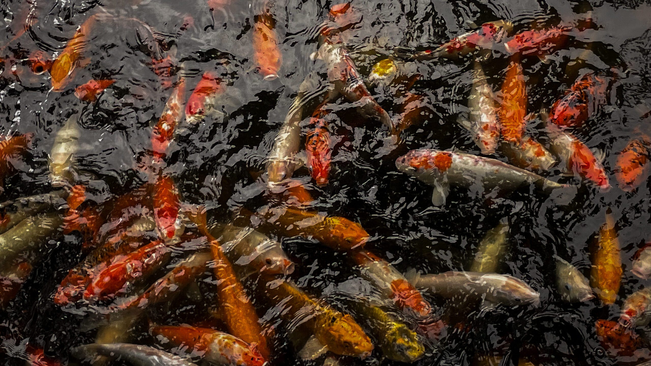 Koi fish in a pond